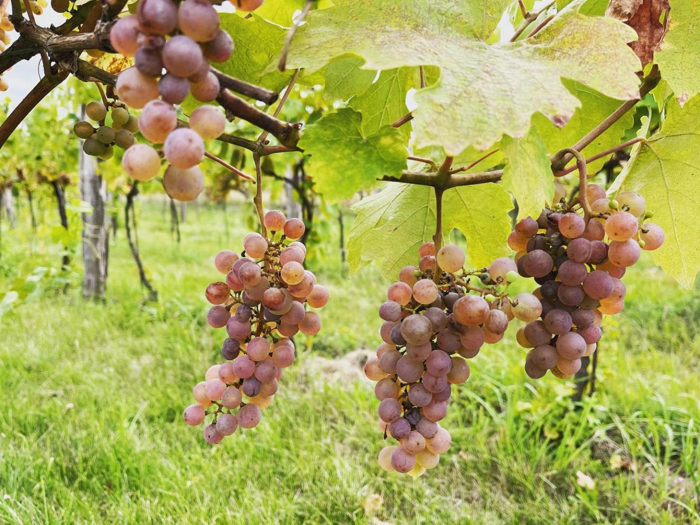 Stara Vinice Velke Zernoseky 93 Ngoại thất bức ảnh