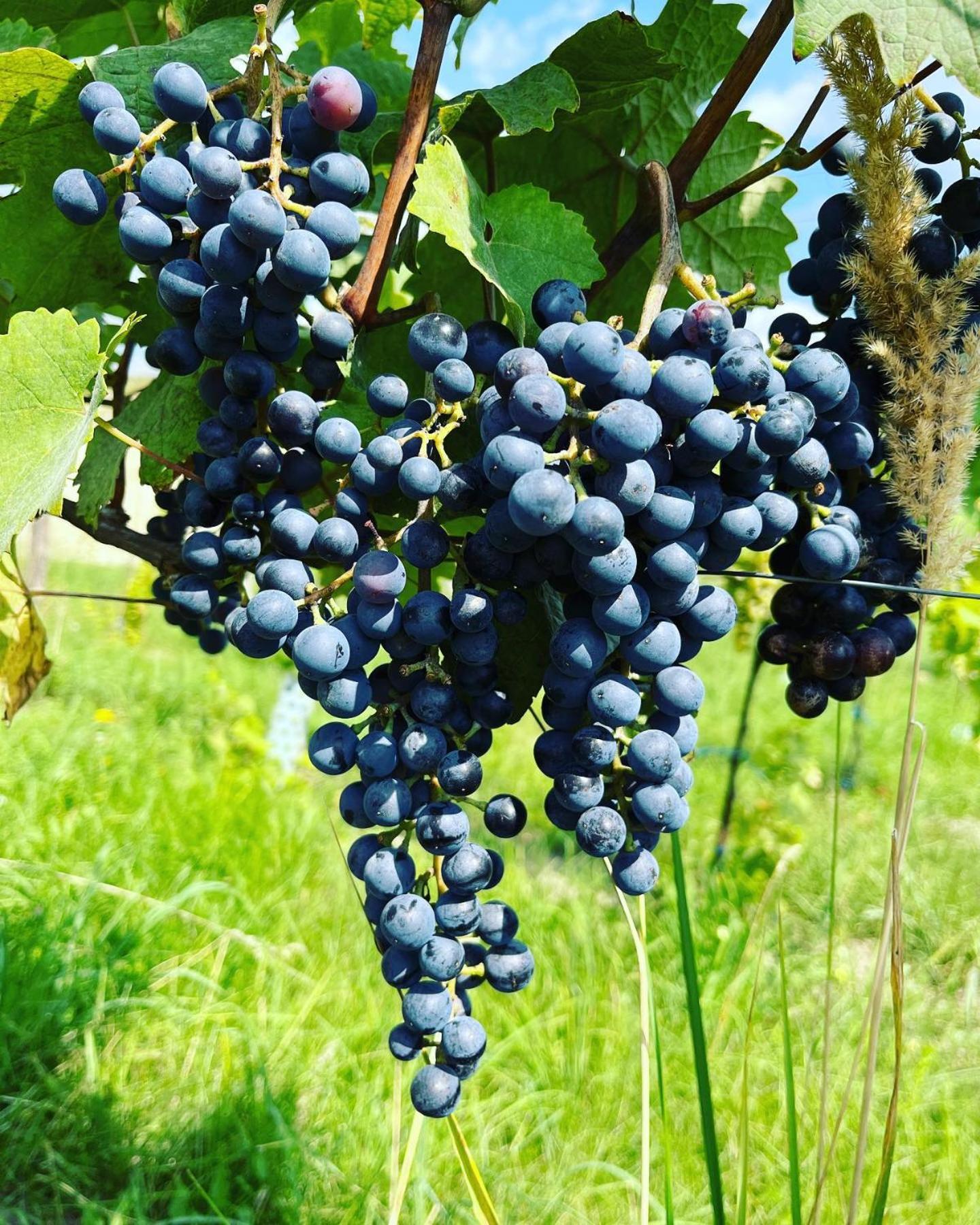 Stara Vinice Velke Zernoseky 93 Ngoại thất bức ảnh